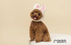 幼犬几个月可以吃干狗粮 小狗多大可以吃干狗粮