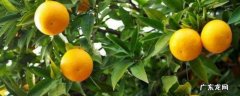 柠檬开花时施什么肥 柠檬树有花苞了需要施什么肥