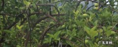 香水柠檬栽培技术 香水柠檬种植技术与管理