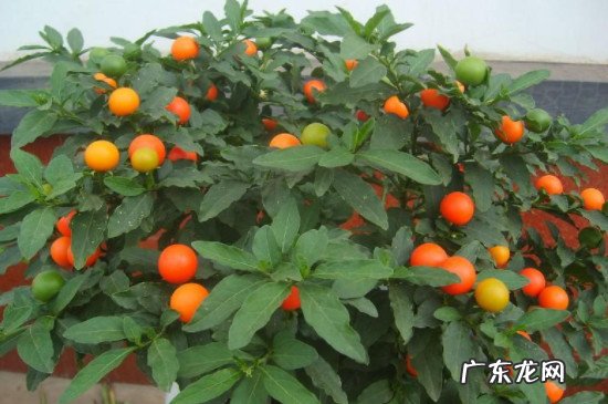 珊瑚樱怎么种植 珊瑚樱的养殖方法和注意事项