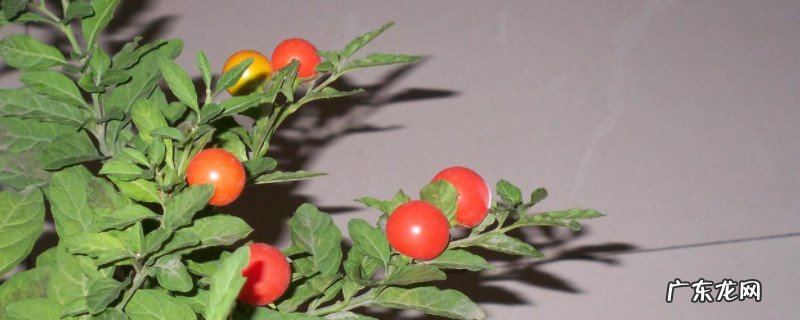 珊瑚樱怎么种植 珊瑚樱的养殖方法和注意事项