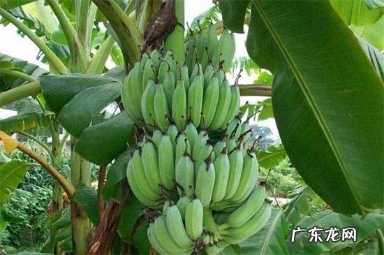 桂林有什么水果 桂林盛产什么水果