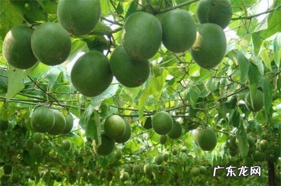 桂林有什么水果 桂林盛产什么水果