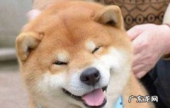 柴犬和田园犬杂交 秋田犬和柴犬的区别哪个好