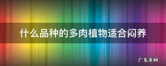 什么品种的多肉植物适合闷养