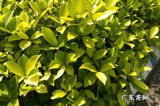 黄金榕可以在客厅养殖吗 黄金榕的养殖方法和注意事项