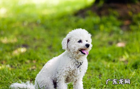 狗 吃葡萄 辟谣 狗狗吃葡萄皮会怎样