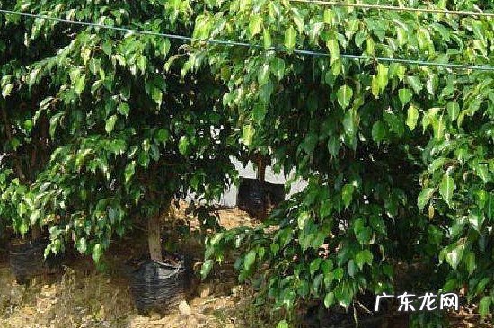 花叶垂叶榕 垂叶榕开什么样的花