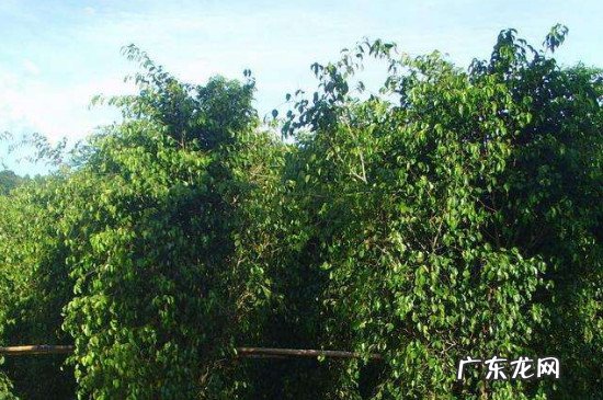 花叶垂叶榕 垂叶榕开什么样的花