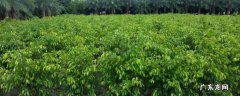 花叶垂叶榕 垂叶榕开什么样的花