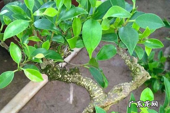 花叶垂叶榕 垂叶榕开什么样的花