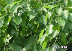 垂叶榕的生长环境 垂叶榕种植