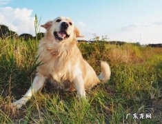 金毛什么样子的才算纯种 纯种金毛和不纯种区别