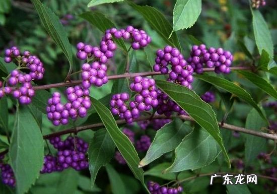 怎样使小紫珠花繁果茂