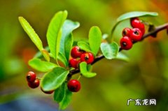 山楂和沙棘果的功效一样吗 火棘和山楂的区别