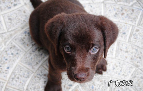 狗狗食欲不好其他正常 狗发情食欲会变得不好吗