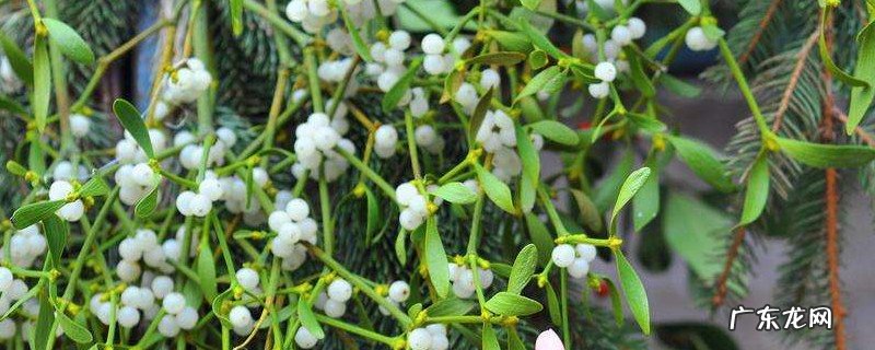 槲寄生代表什么 槲寄生花语