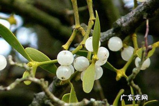 槲寄生代表什么 槲寄生花语