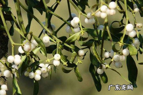 槲寄生代表什么 槲寄生花语