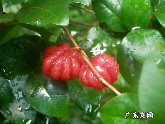 红果的养殖方法和注意事项 红果仔的养殖方法