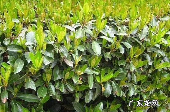 冬青放在家里好不好 冬青放卧室行吗