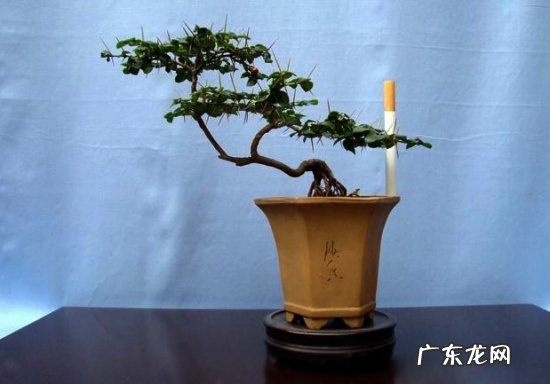 虎刺梅好养吗 买回的虎刺屡种不活怎么办