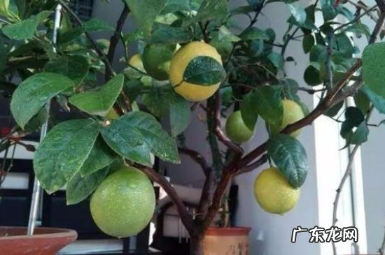 香水柠檬好养吗 盆栽香水柠檬怎么养护
