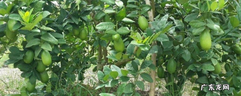 香水柠檬好养吗 盆栽香水柠檬怎么养护