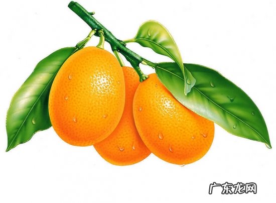 金橘的种植 金橘的养殖方法