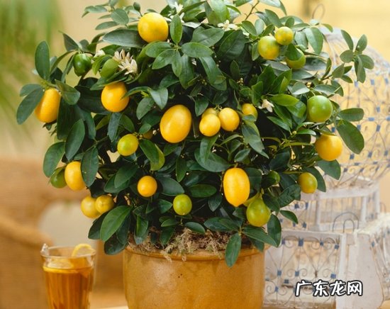 金橘的种植 金橘的养殖方法