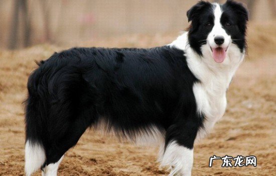 边牧认定主人的表现 边牧训练方法