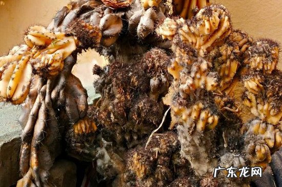山影拳的扦插方法里面的割山影卷 山影拳的扦插方法