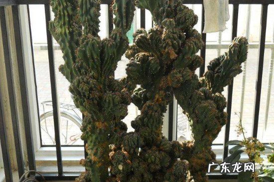 山影拳怎么样才能养出绿色 山影拳的养殖方法和注意事项