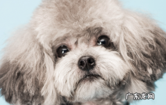 贵宾犬图片 贵宾跟泰迪有区别吗