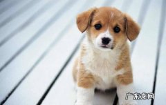 土狗幼犬最明显的特征 土狗为什么会蓝眼睛的