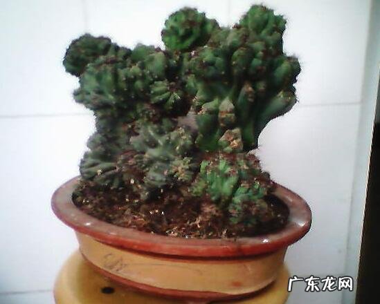 山影拳的养殖方法和注意事项 山影拳怎么繁殖