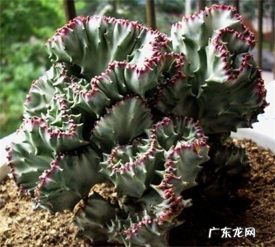 山影拳的养殖方法和注意事项 山影拳怎么繁殖