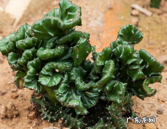 山影拳的养殖方法和注意事项 山影拳怎么繁殖