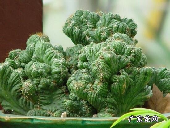 山影拳的养殖方法和注意事项 山影拳怎么繁殖