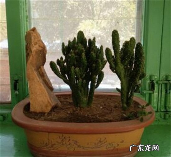 山影拳的养殖方法和注意事项 山影拳怎么繁殖