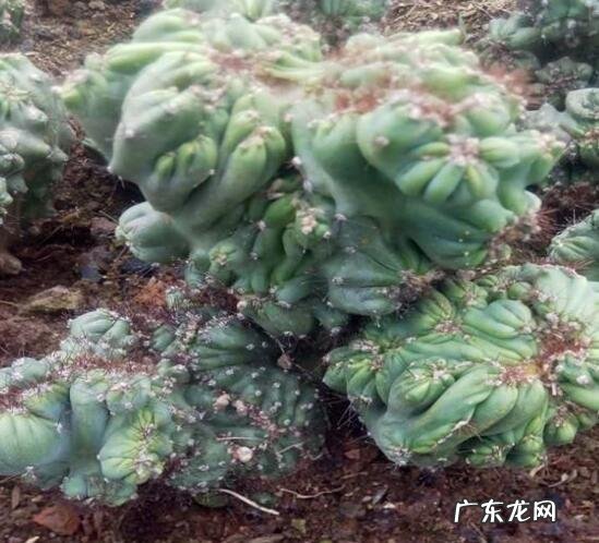 山影拳的养殖方法和注意事项 山影拳怎么繁殖