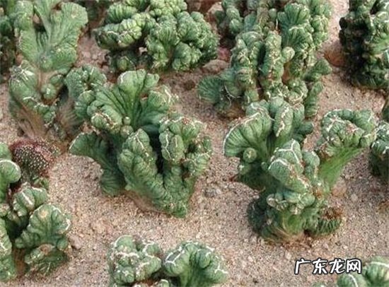 山影拳的养殖方法和注意事项 山影拳怎么繁殖