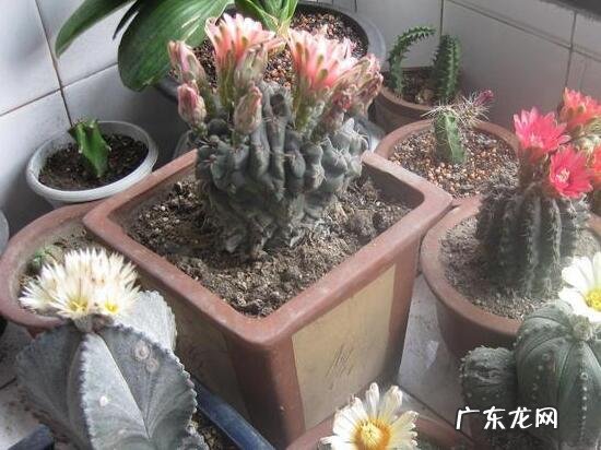 山影拳的养殖方法和注意事项 山影拳怎么繁殖