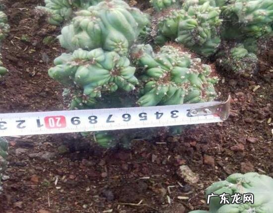 山影拳的养殖方法和注意事项 山影拳怎么繁殖