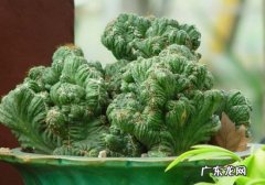山影拳烂根怎么救治 怎样防止山影拳突然腐烂