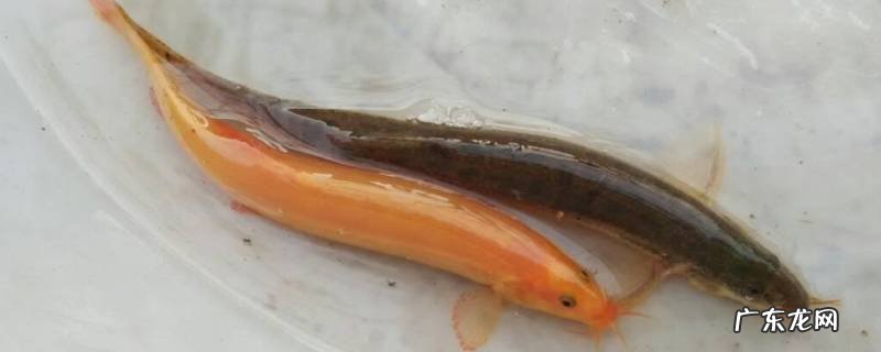 泥鳅死了还能吃吗,泥鳅死多久不能吃了