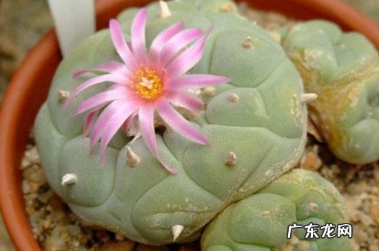 养乌羽玉犯法吗 乌羽玉怎么种