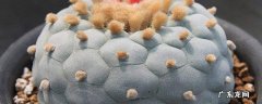 银冠玉 乌羽玉 哪个贵 银冠玉哪个品种最贵