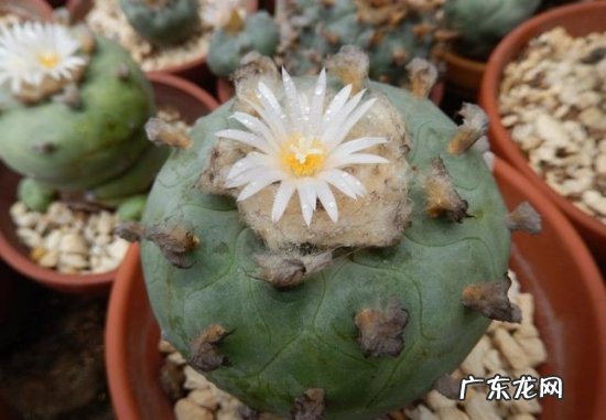 野生乌羽玉 乌羽玉的养殖方法