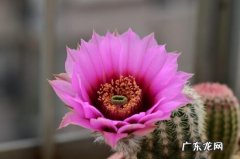 野生乌羽玉 乌羽玉的养殖方法